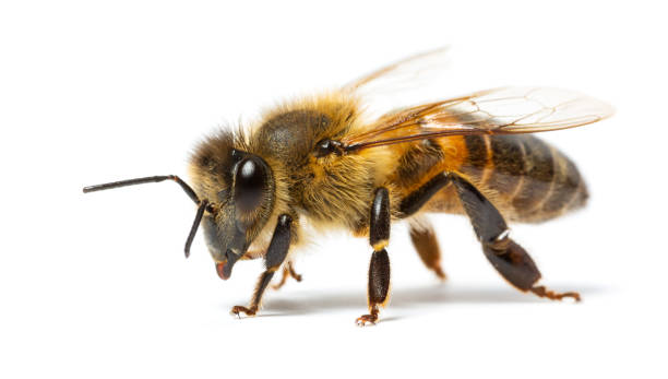 Bee Venom Skincare