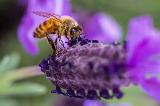 where to buy bee venom cream australia