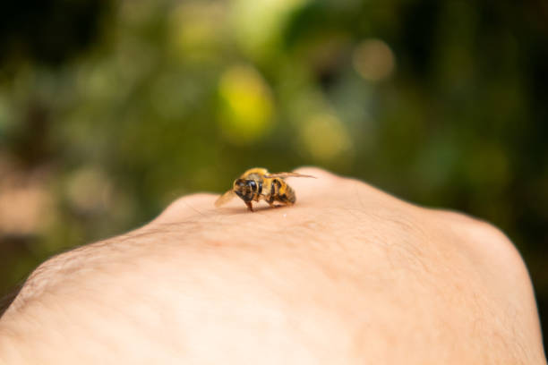 Where to Buy Bee Venom Cream Near Me