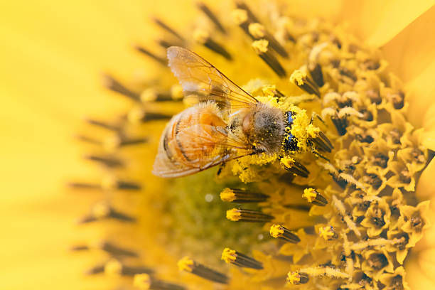What Is Bee Pollen?
