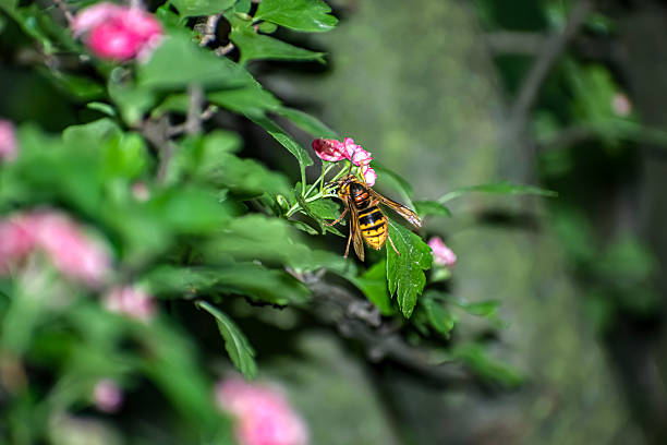 Bee Venom Cream for Psoriasis: