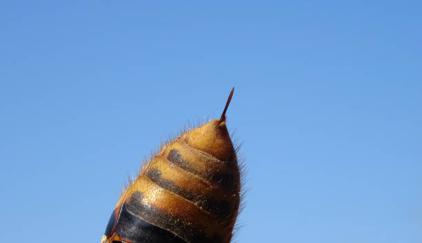 Bee Venom