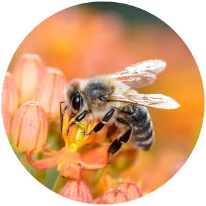 Is Synthetic Bee Venom Different