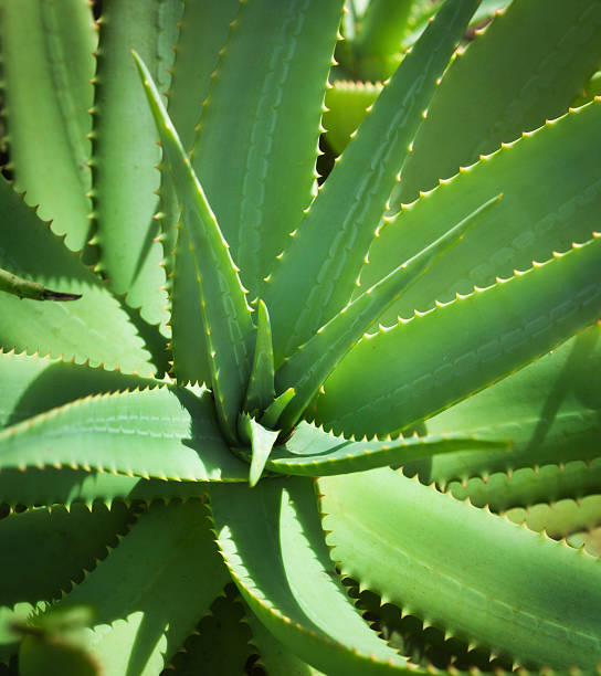 Aloe Vera for Psoriasis Australia