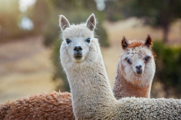 Cashmere and Alpaca for Sensitive Skin Australia