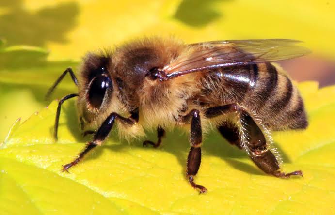 Bee Venom Cream Ingredients Explained