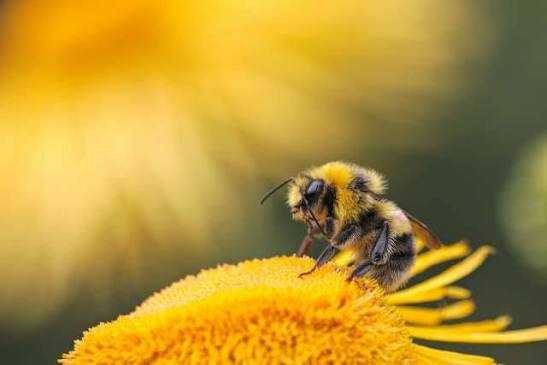 Bee Venom Ointment vs Cream