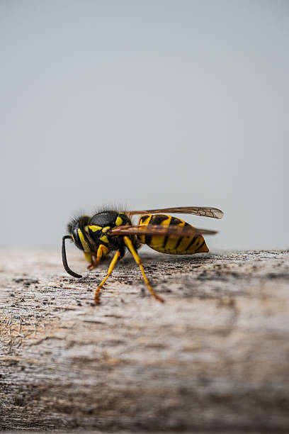 Does Bee Venom Cream Really Work