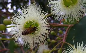 where to buy bee venom cream australia