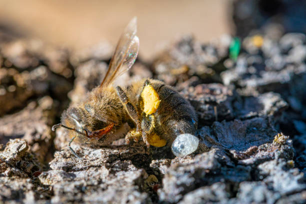 Bee Venom Cream for Skin