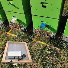 How Is Bee Venom Collected for Skincare
