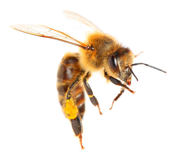 Bee Venom Cream Side Effects Australia