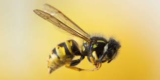Bee Venom Benefits for Skin