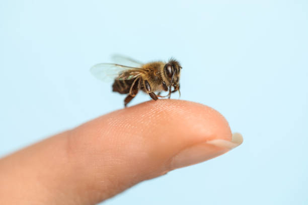 Bee Venom Cream Reviews Australia