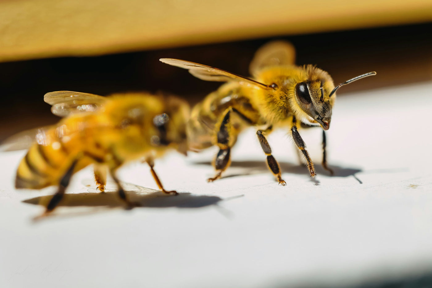 Bee Venom Cream vs Steroid Cream