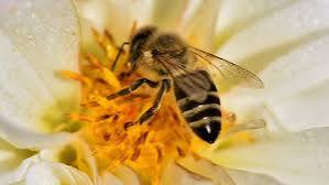 Bee Venom for Rosacea Australia