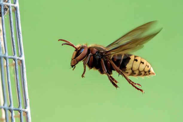 What Is the Best Bee Venom Cream