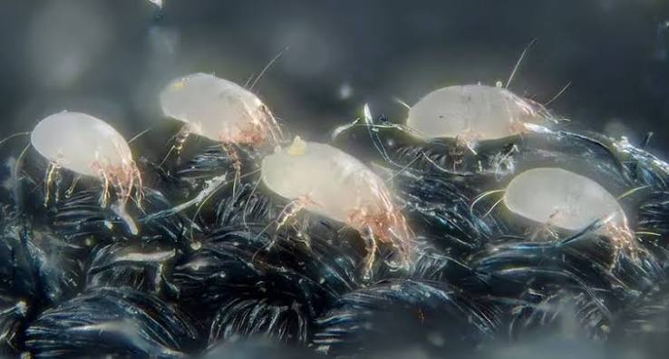 Do Dust Mites Make Eczema Worse Australia