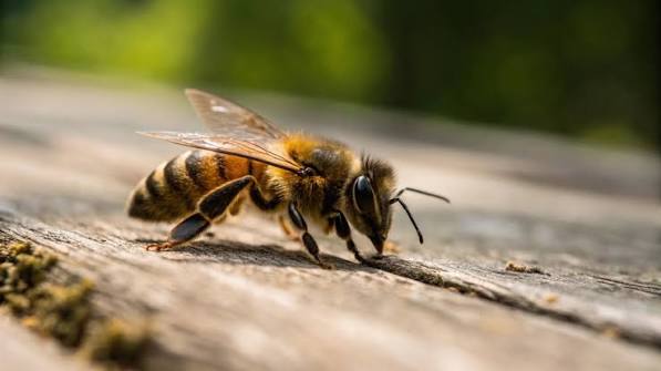 Does Bee Venom Contain Histamine