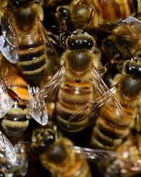 What Is Melittin in Bee Venom