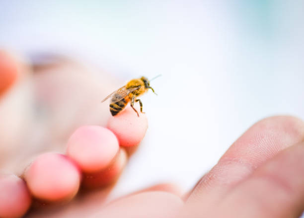 What Peptides Are Found in Bee Venom