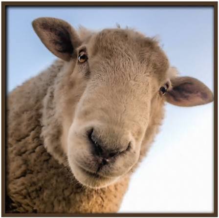 Sensitive Skin and Wool Australia