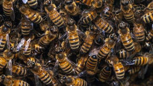 where to buy bee venom cream australia online