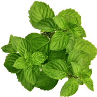 L-Menthol